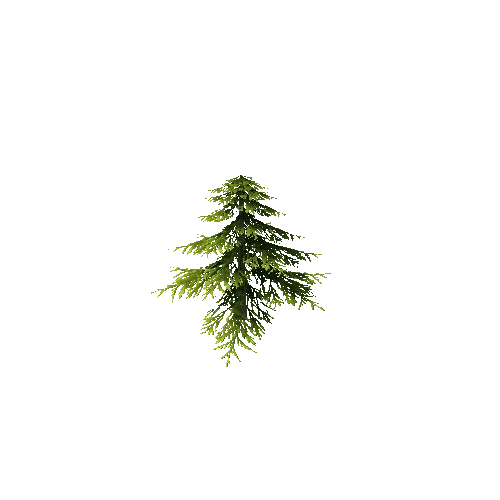 conifer tree1A